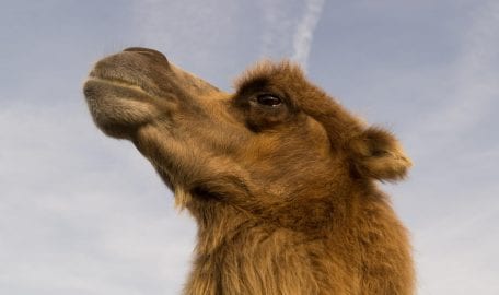 cuanto vale un camello